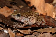 Eleutherodactylus longipes