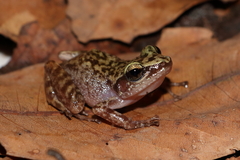 Eleutherodactylus dennisi