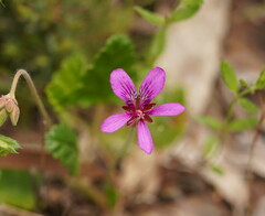 Pelargonium rodneyanum