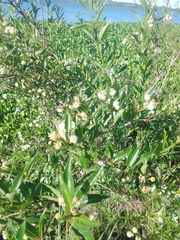Phyllanthus sellowianus