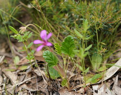 Pelargonium rodneyanum