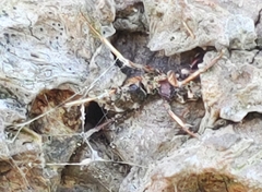 Ophiocordyceps unilateralis