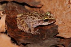 Eleutherodactylus dennisi