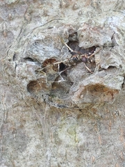 Ophiocordyceps unilateralis