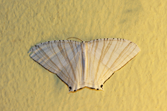 Pseudomicronia bundutuhan