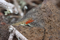 Microlophus indefatigabilis