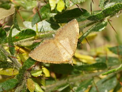 Chrysolarentia insulsata