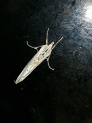 Evergestis isatidalis