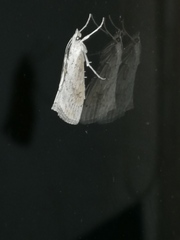 Evergestis isatidalis