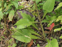 Helianthus atrorubens