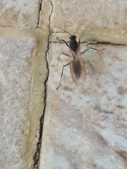 Camponotus