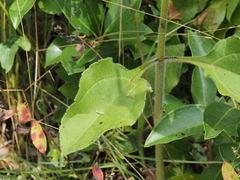 Helianthus atrorubens