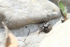 Attulus distinguendus