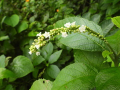 Varronia curassavica