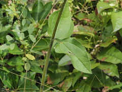 Helianthus atrorubens