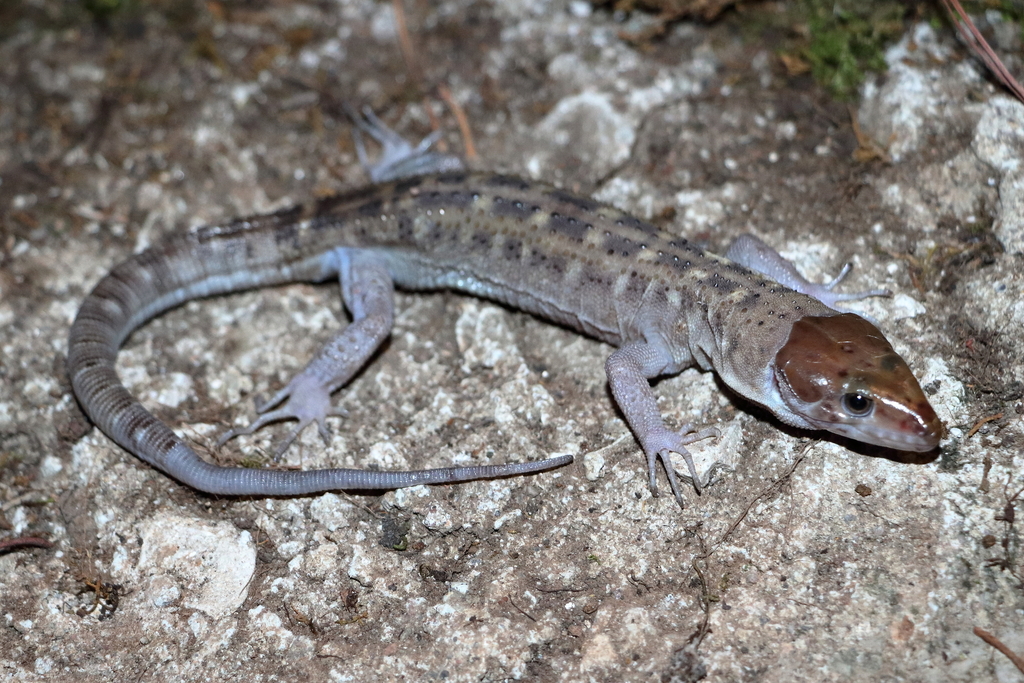 Cave Tropical Night Lizard