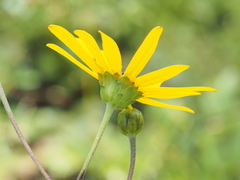 Helianthus atrorubens