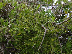Viscum articulatum