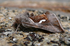 Macdunnoughia confusa