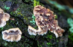 Eichleriella deglubens