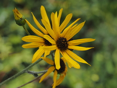 Helianthus atrorubens
