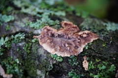Eichleriella deglubens