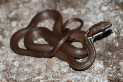 Mastigodryas melanolomus