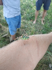 Ephippiger ephippiger