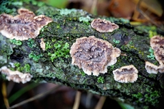 Eichleriella deglubens