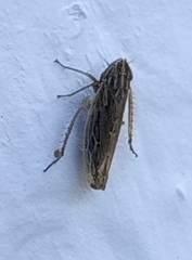 Arocephalus longiceps