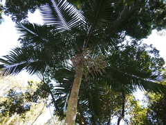 Archontophoenix cunninghamiana