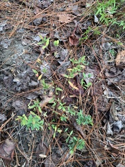 Lespedeza virginica