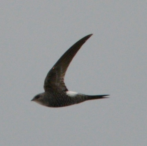 Pacific Swift