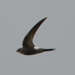 Pacific Swift photo 5