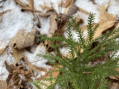 Dendrolycopodium hickeyi
