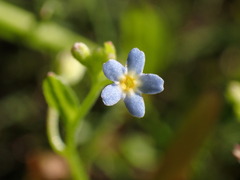 Myosotis laxa
