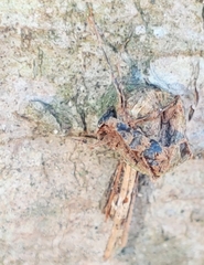 Ophiocordyceps unilateralis