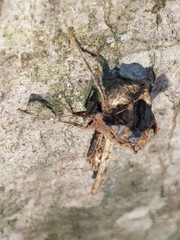 Ophiocordyceps unilateralis