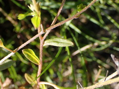 Myosotis laxa