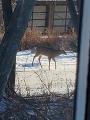 Odocoileus virginianus