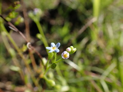 Myosotis laxa