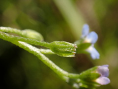 Myosotis laxa