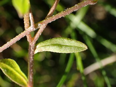 Myosotis laxa