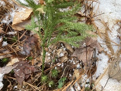 Dendrolycopodium hickeyi
