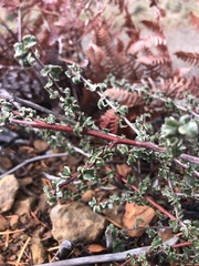 Ceanothus foliosus foliosus