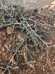 Ceanothus foliosus foliosus
