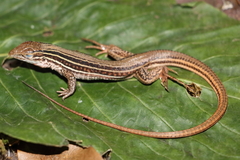 Aspidoscelis gularis