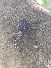 Aegorhinus superciliosus