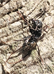 Ophiocordyceps unilateralis