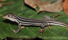 Aspidoscelis gularis